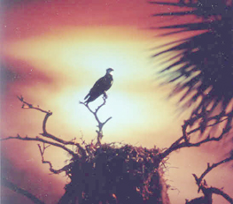 Osprey at sunset